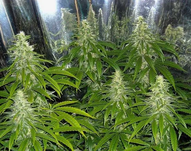 Mexican Sativa 5