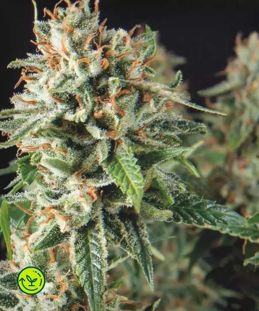 Super Og Kush