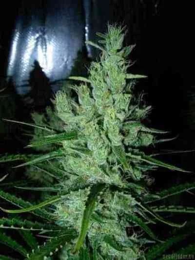 Super Silver Haze 4