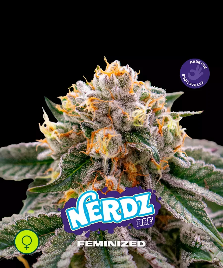 Nerdz 3