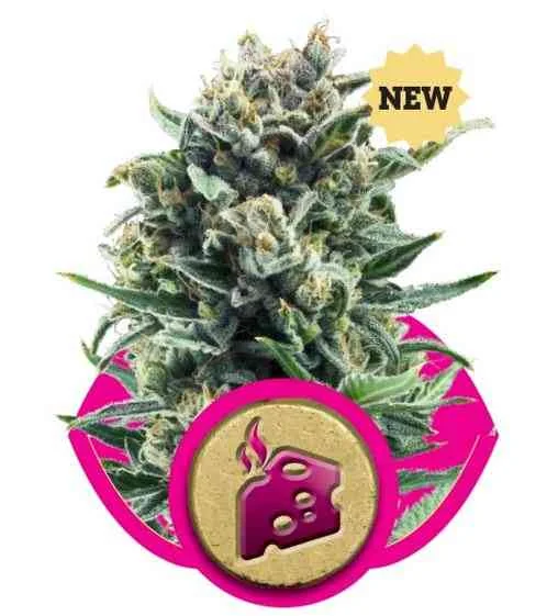 Blue Cheese 5