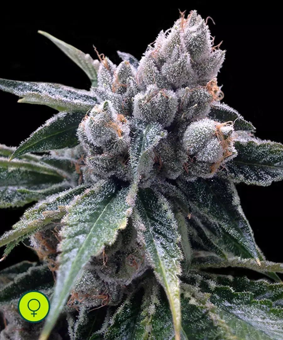 White Walker Kush 3