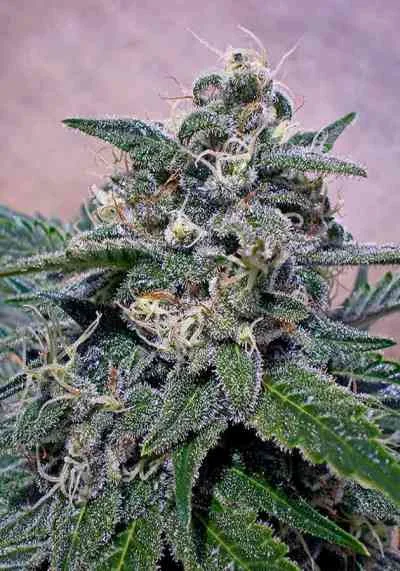 Supercheese