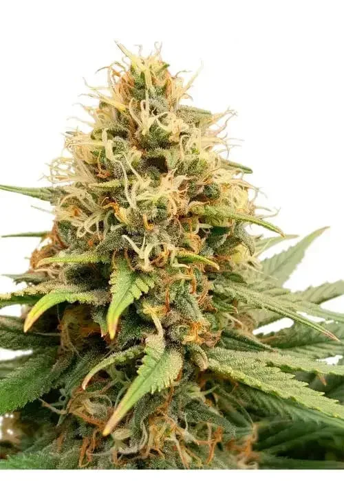 White Kush