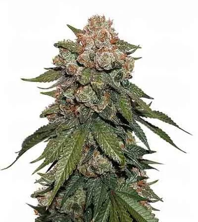 Sherbet