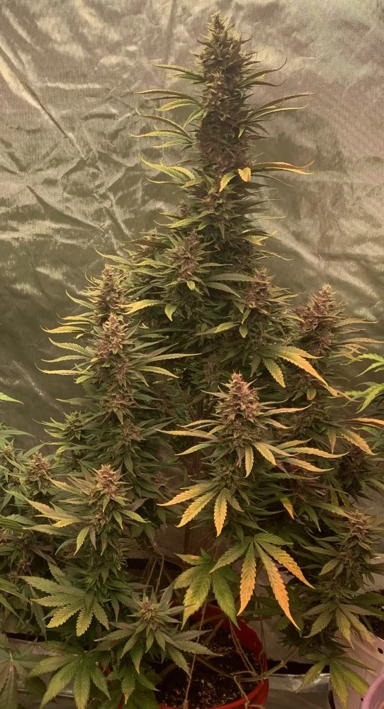 Blackberry Kush