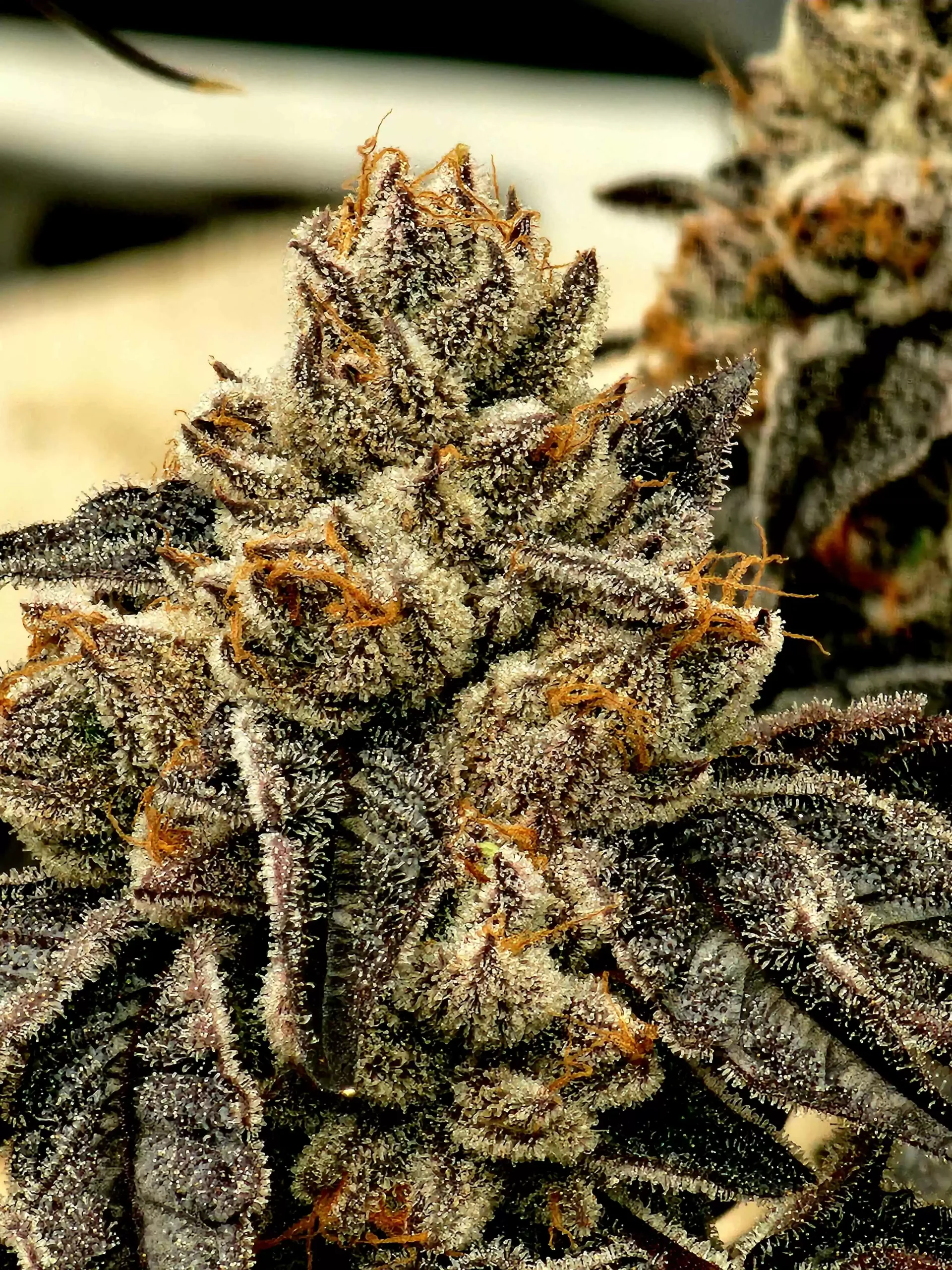 Purple Limeade 2
