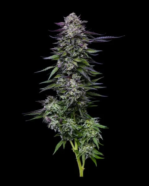 Candy Hustle 3