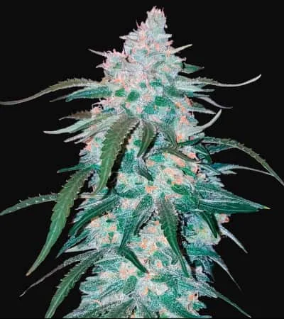 Pineapple Express
