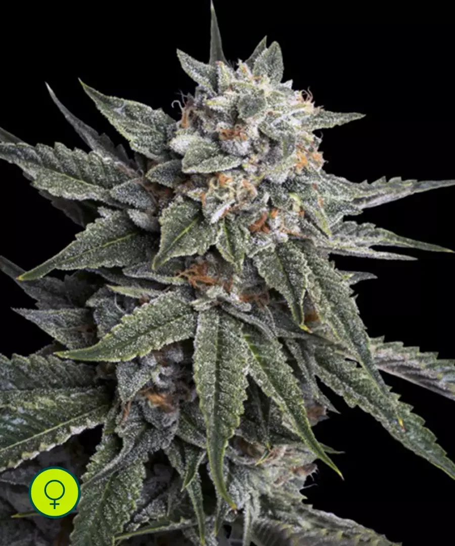Holy Grail Kush 2