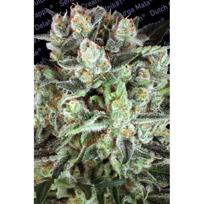 Durga Mata Ii Cbd 2