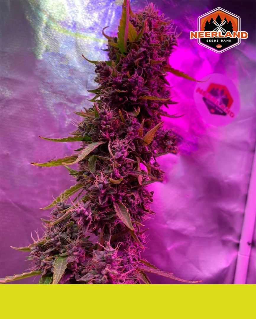 Matanuska Tf Cbd 2