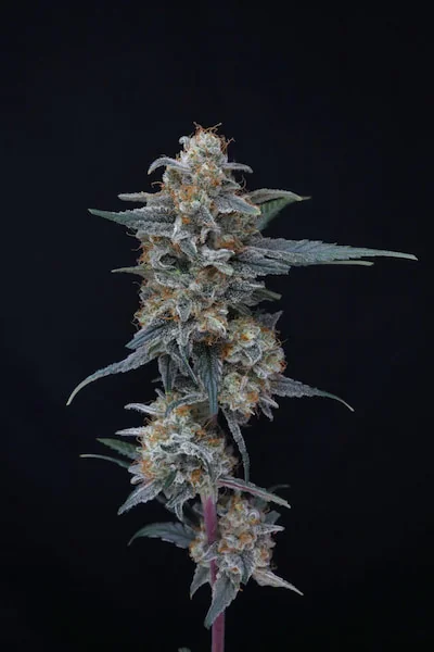 Minty Grape Kush