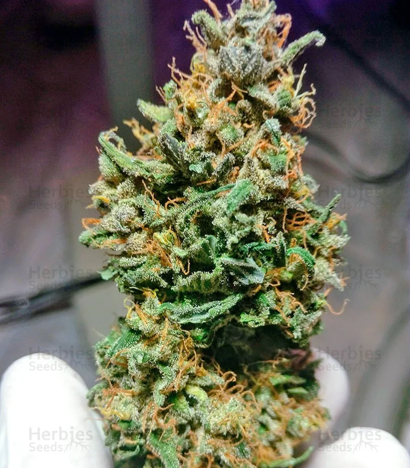 Critical Caramel 2