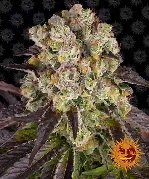 Purple Punch X Lemon Drizzle