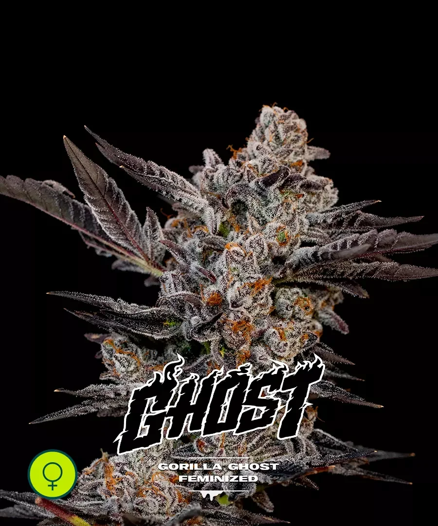 Gorilla Ghost 3