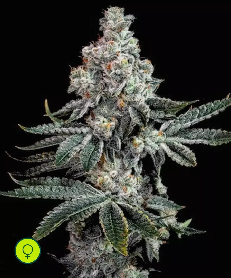 Grandpa S Cookies R2 V1 2