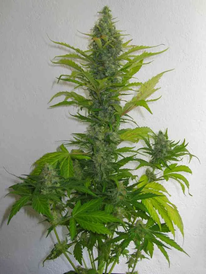 Skunk 2