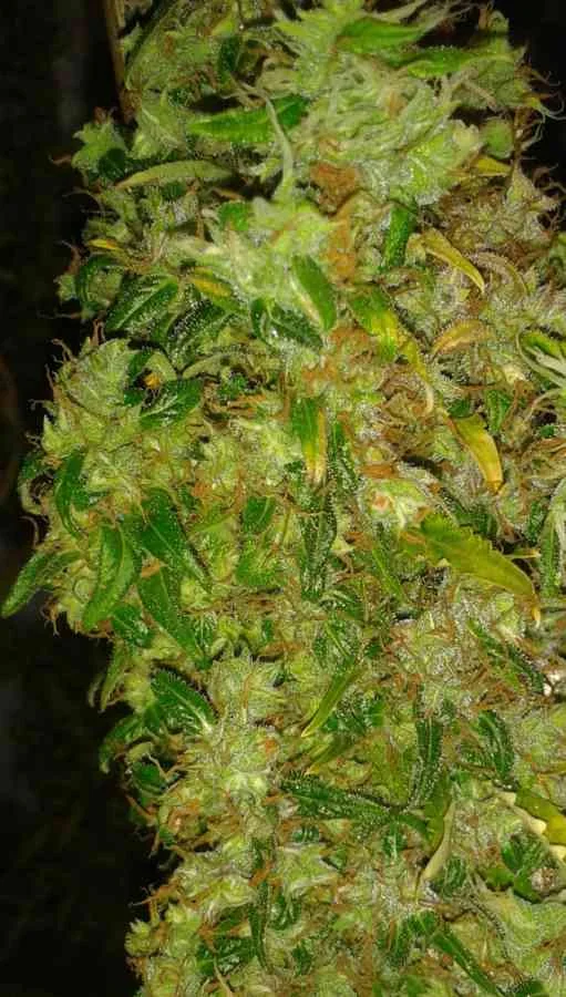 Skunk 11 3