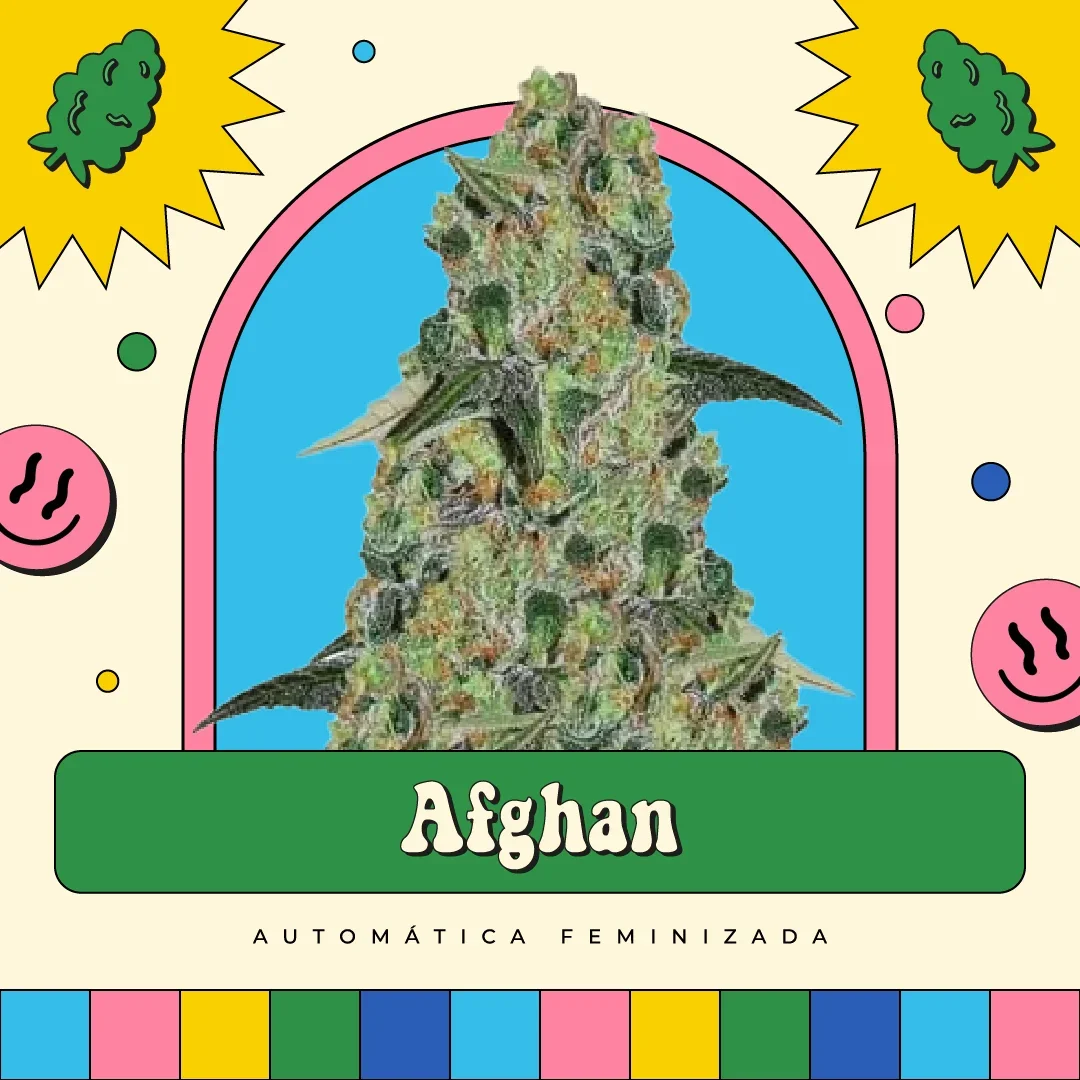 Afghan 2
