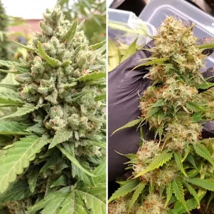 Blueberry Dutch Passion Com 2