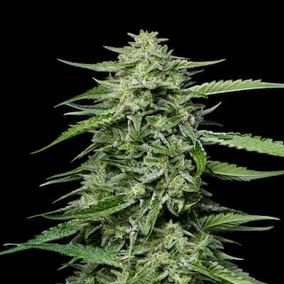 Blueberry Honey