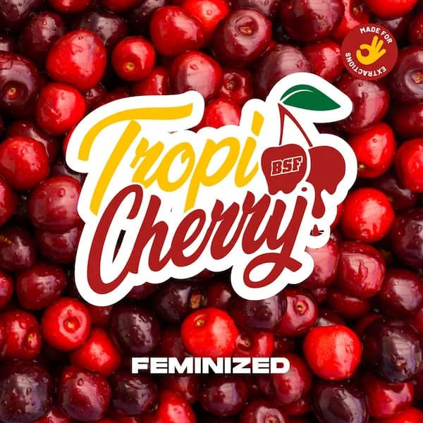 Tropicherry 3