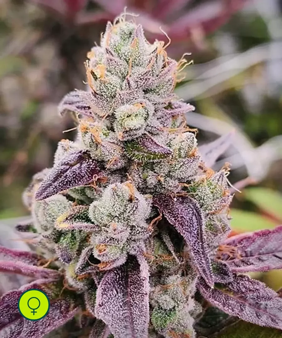 Sour Lime Trop