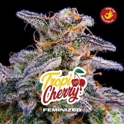 Tropicherry