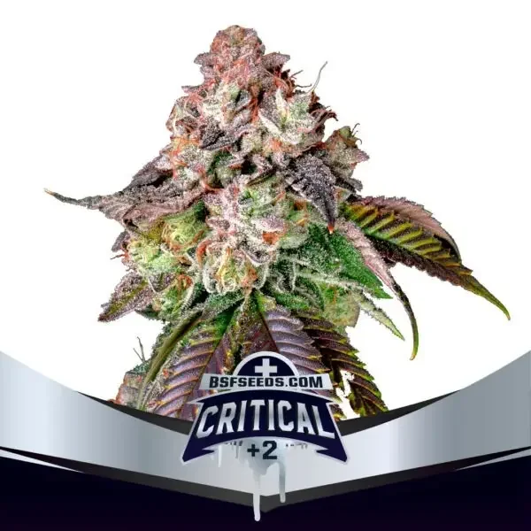 Critical 2