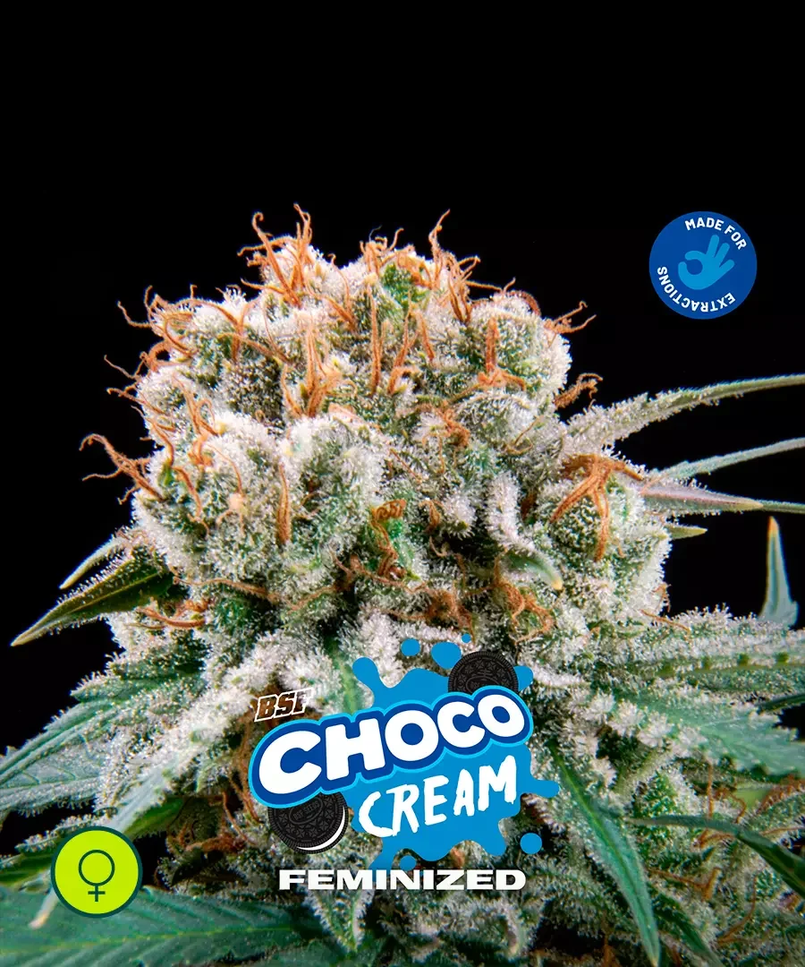 Choco Cream 3