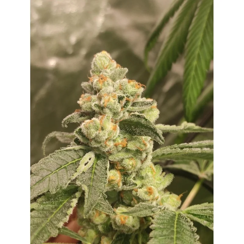 Green Papaya 2