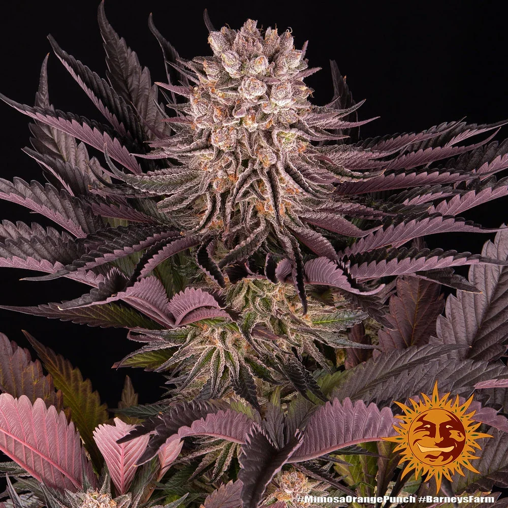 Mimosa X Orange Punch 4