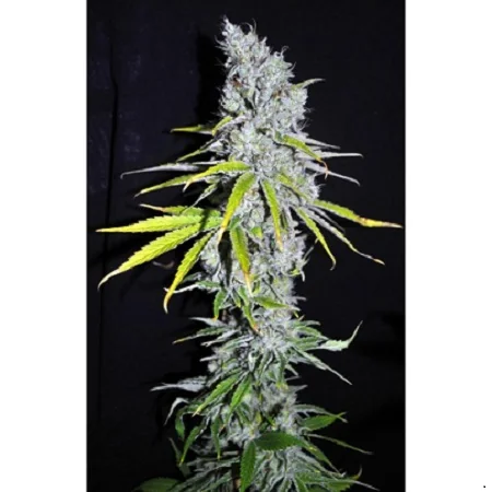 Cbd Skunk Haze 2