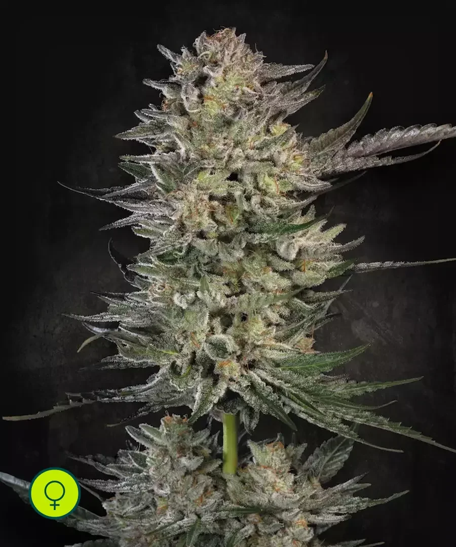 Candy Breath 3
