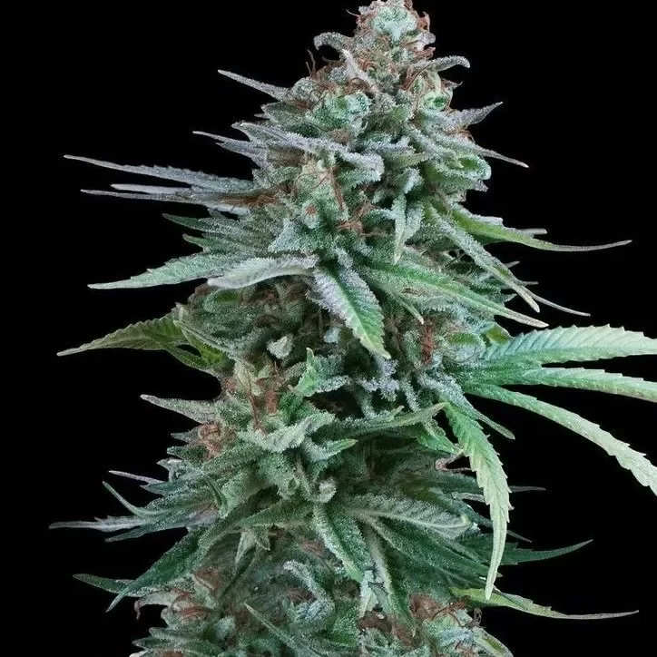 Black Biscotti 2