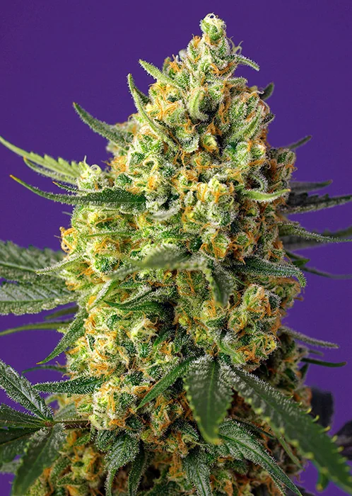Crystal Candy Xl