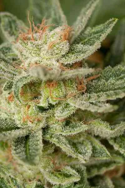 Moby Dick 4