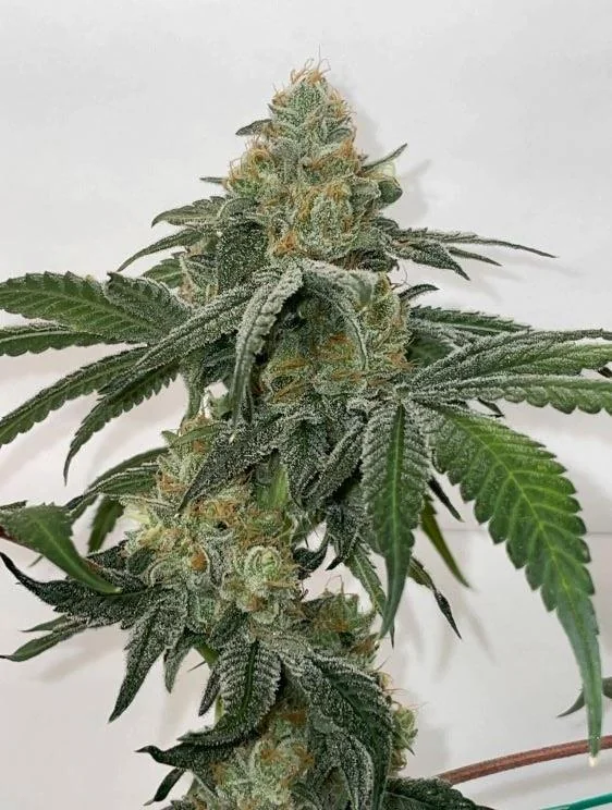 Fez Purple City Genetics El Krem Collection