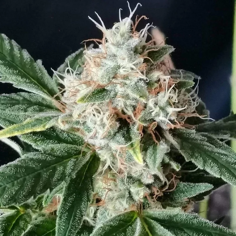 Tnt Trichome 2
