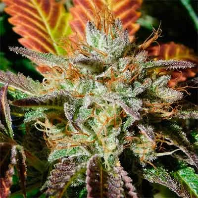 Wedding Cookies