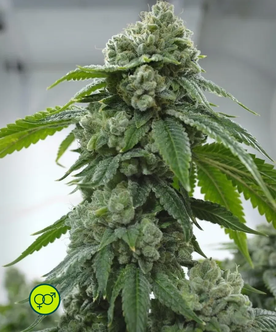 Biker Kush