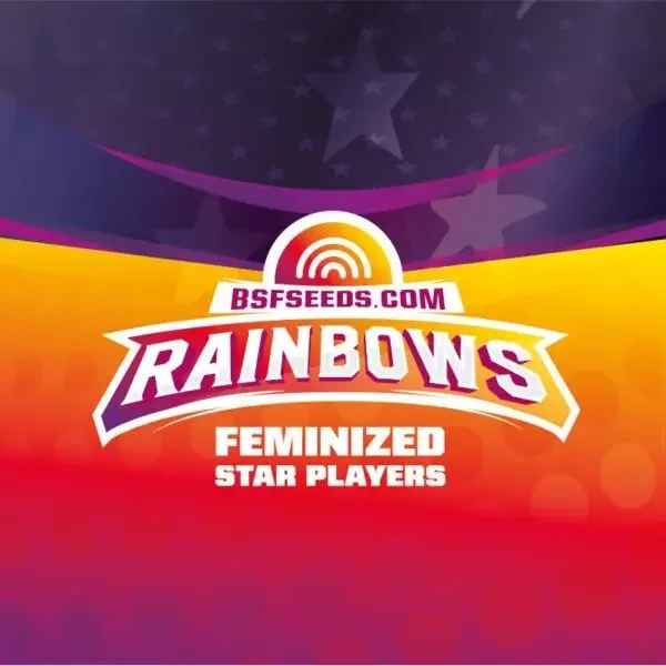 Rainbows Bsf 2