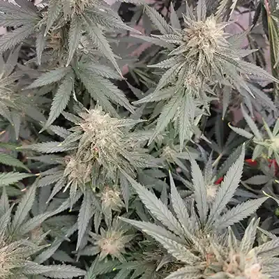 Sour Apple 2