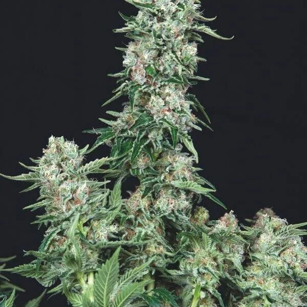 American Cookies 3