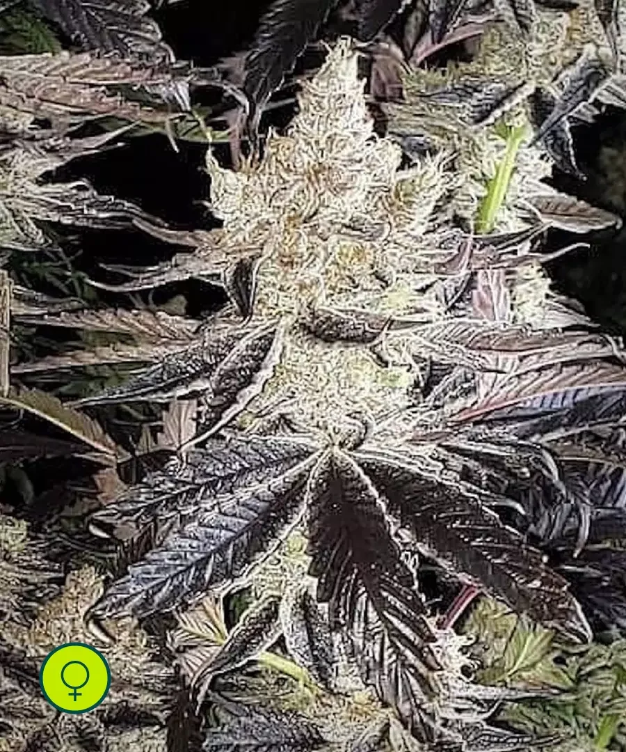 Ethos Cookies R2 2