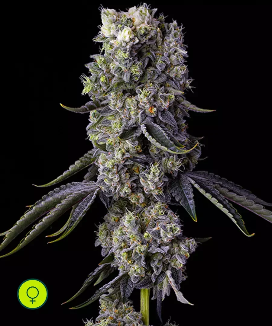 Grandpa S Cookies R1 2