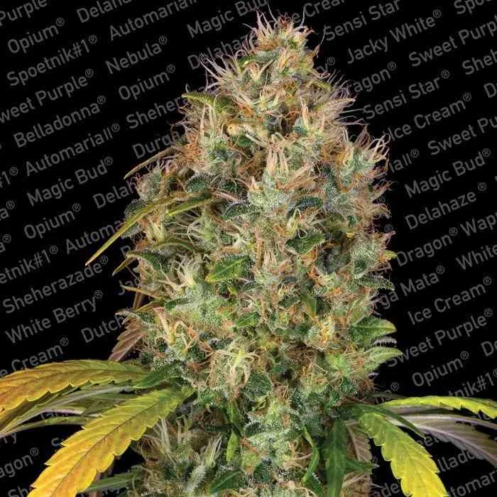 Dutch Kush 2