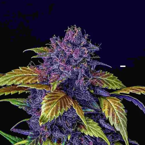 Purple Lemon 2