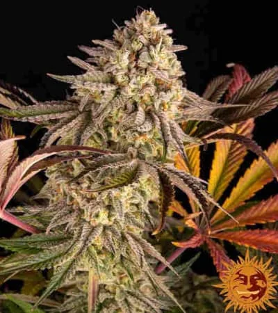 Blue Sunset Sherbert 4